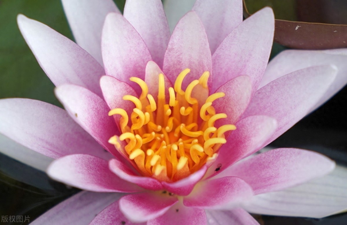 睡莲：色彩鲜艳，花型娇丽，并具有香味，是种极为优良的观赏品种