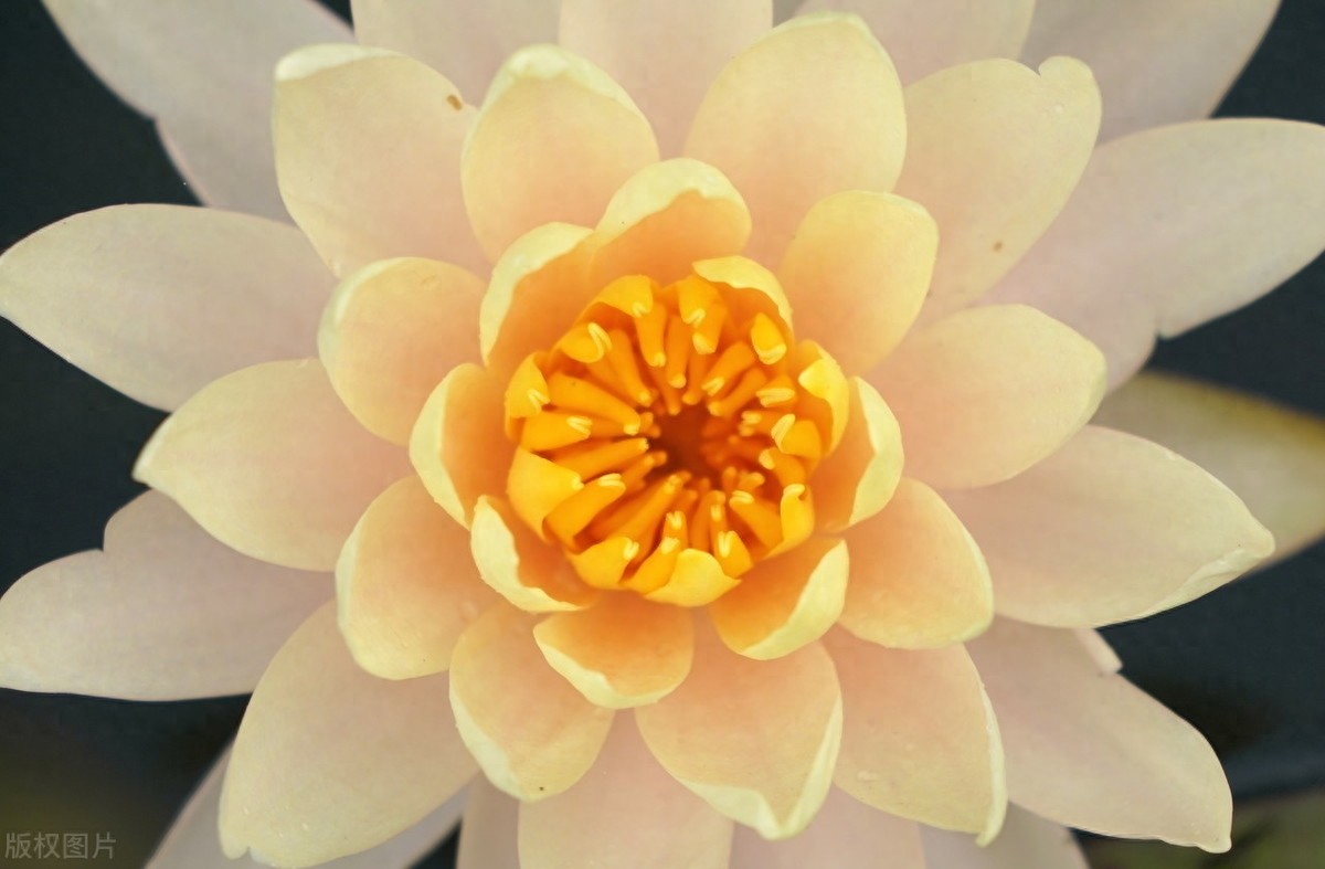 睡莲：色彩鲜艳，花型娇丽，并具有香味，是种极为优良的观赏品种