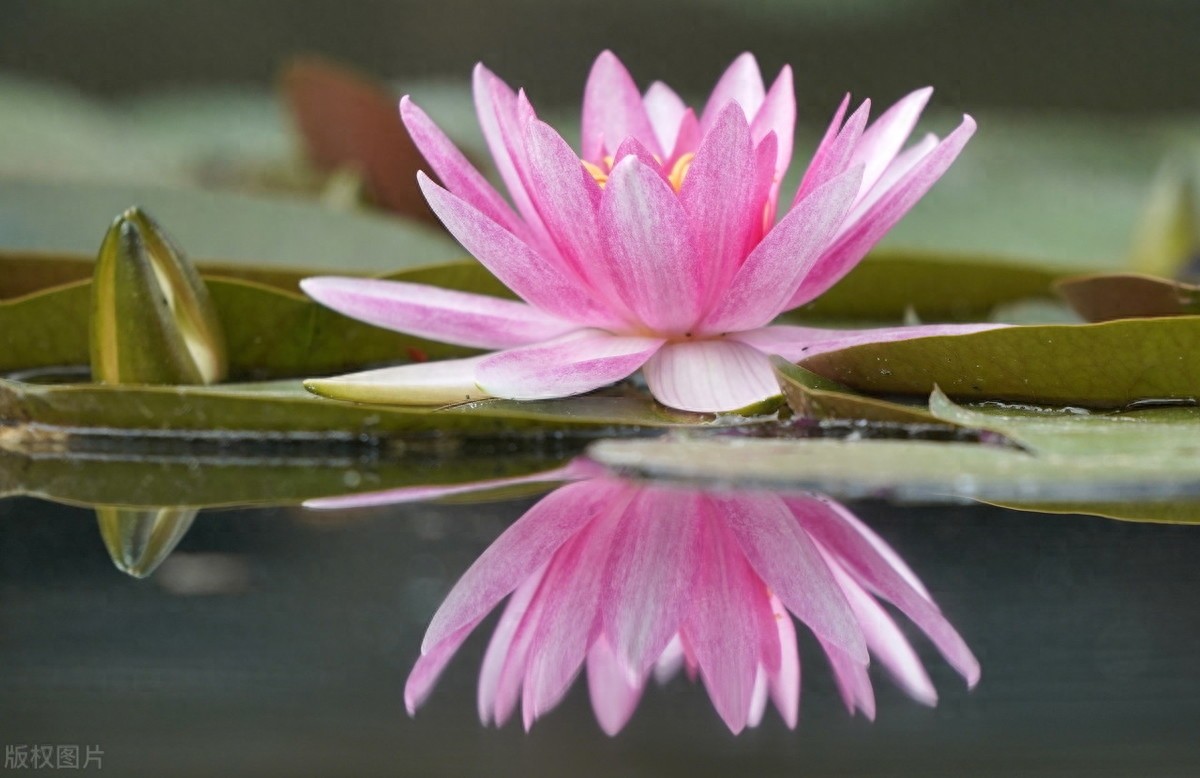 睡莲：色彩鲜艳，花型娇丽，并具有香味，是种极为优良的观赏品种