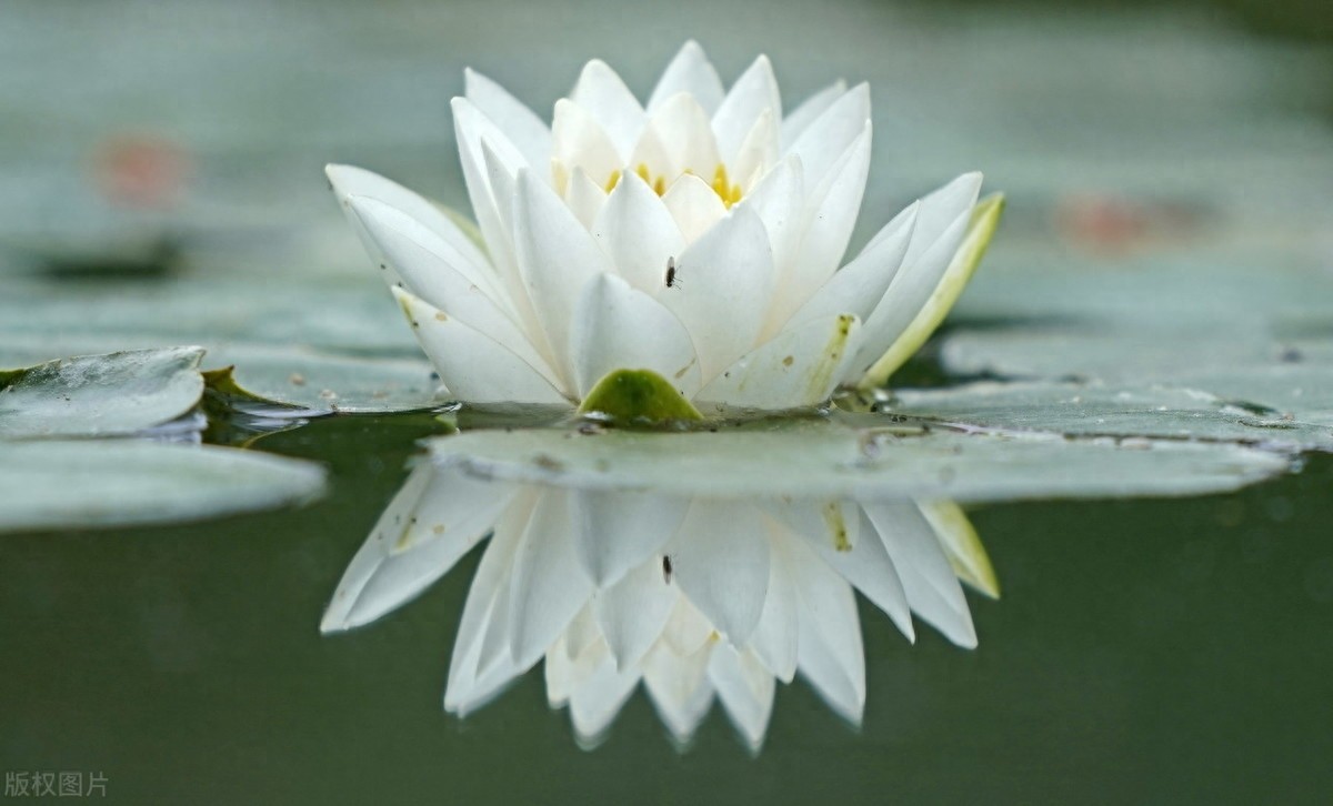 睡莲：色彩鲜艳，花型娇丽，并具有香味，是种极为优良的观赏品种