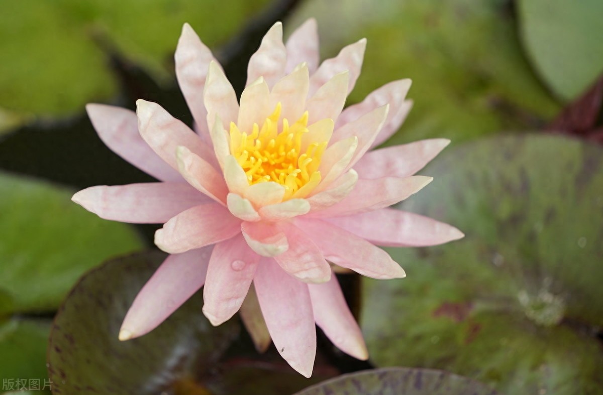 睡莲：色彩鲜艳，花型娇丽，并具有香味，是种极为优良的观赏品种