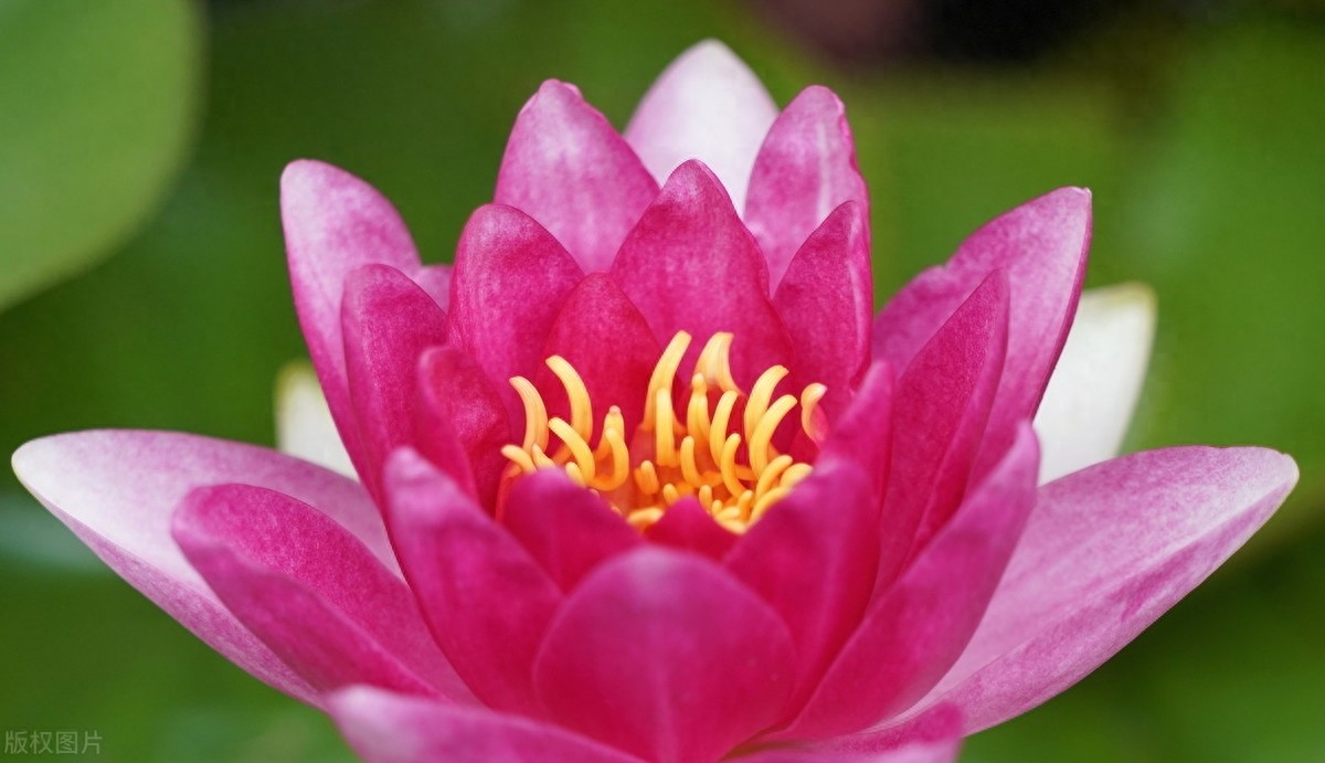 睡莲：色彩鲜艳，花型娇丽，并具有香味，是种极为优良的观赏品种