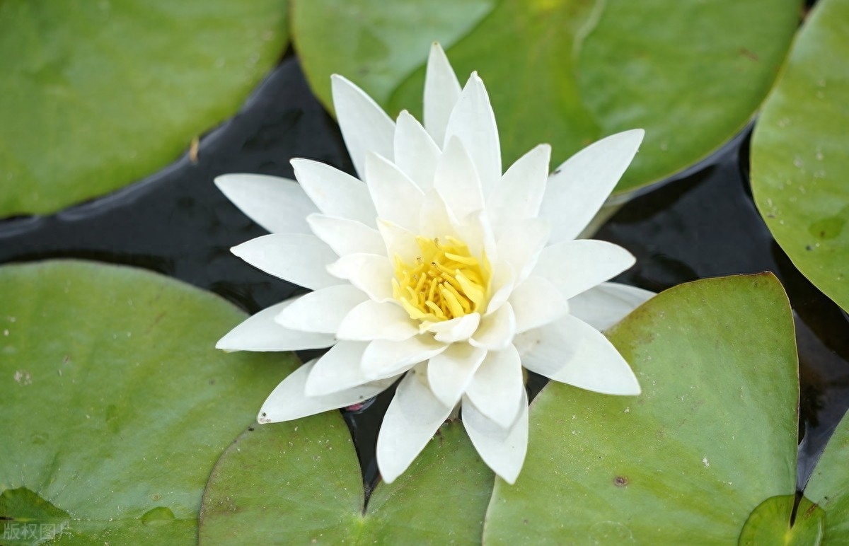 睡莲：色彩鲜艳，花型娇丽，并具有香味，是种极为优良的观赏品种