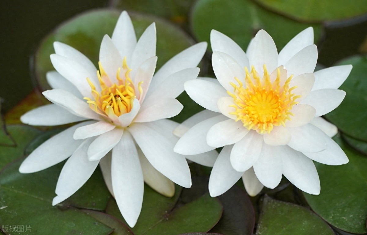 睡莲：色彩鲜艳，花型娇丽，并具有香味，是种极为优良的观赏品种