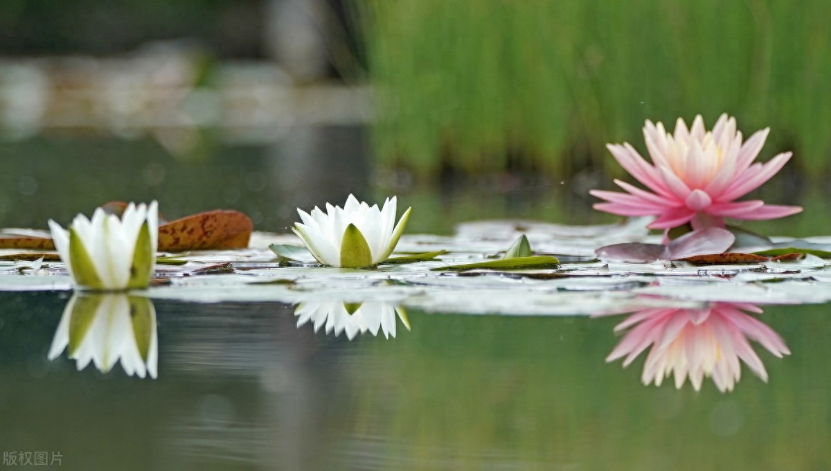 睡莲：色彩鲜艳，花型娇丽，并具有香味，是种极为优良的观赏品种