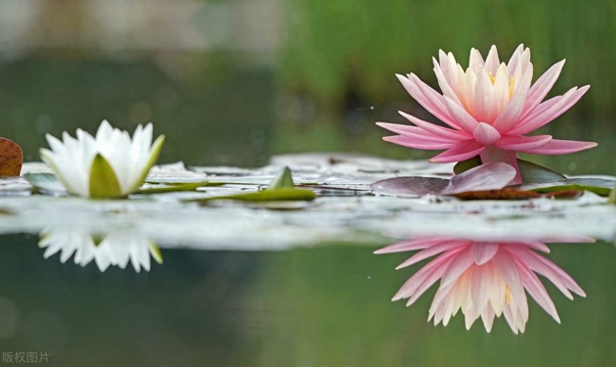 睡莲：色彩鲜艳，花型娇丽，并具有香味，是种极为优良的观赏品种