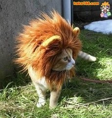 巨型狮虎兽你见过吗？重量可达1000斤