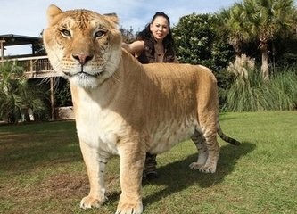 巨型狮虎兽你见过吗？重量可达1000斤