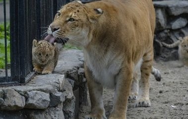 巨型狮虎兽你见过吗？重量可达1000斤