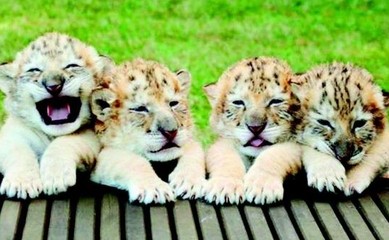 巨型狮虎兽你见过吗？重量可达1000斤