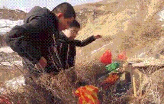 千日草的特点（一份清明节送花讲究的知识清单）