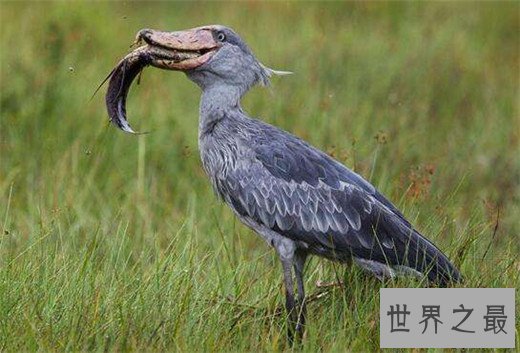 世界上头最大的鸟，鲸头鹳高达1.2米（鳄鱼天敌）