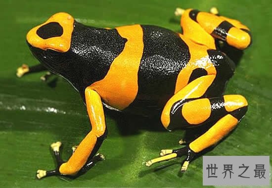 世界上最毒的十种动物，遇到这些动物赶紧跑
