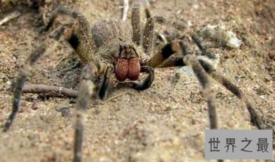 世界上最毒的十种动物，遇到这些动物赶紧跑