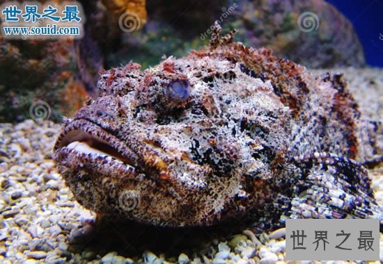 世界上最毒的十种动物，遇到这些动物赶紧跑