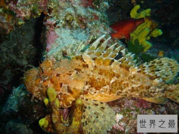 世界上最毒的十种动物，遇到这些动物赶紧跑