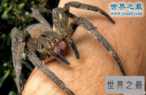 世界上最毒的十种动物，遇到这些动物赶紧跑