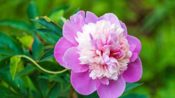 大芍药花,芍药花的养殖方法和注意事项图6
