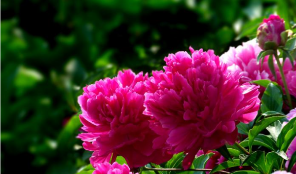 大芍药花,芍药花的养殖方法和注意事项图5
