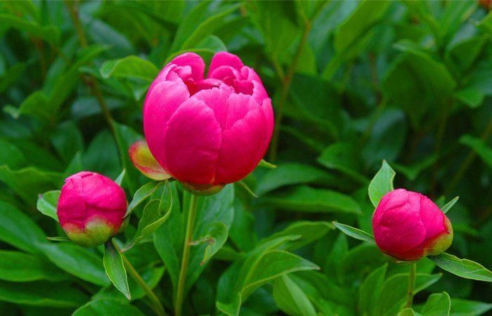 芍药花的养殖方法和注意事项