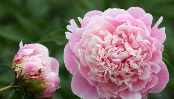 大芍药花,芍药花的养殖方法和注意事项图7