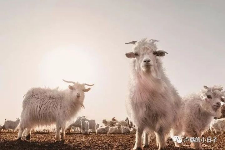 羊绒衫十大名牌女款（冬日有质感的羊绒衫品牌）