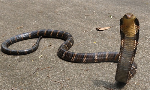 [原创]世界最大的毒蛇——“蛇类煞星”眼镜王蛇