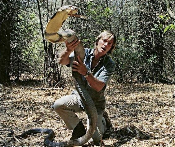 [原创]世界最大的毒蛇——“蛇类煞星”眼镜王蛇