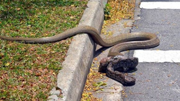 [原创]世界最大的毒蛇——“蛇类煞星”眼镜王蛇