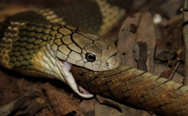 [原创]世界最大的毒蛇——“蛇类煞星”眼镜王蛇
