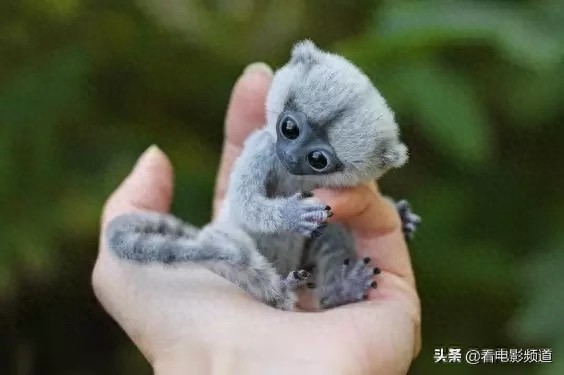 非常罕见的手指猴！