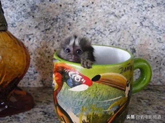 非常罕见的手指猴！