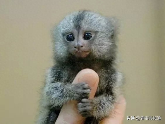 非常罕见的手指猴！