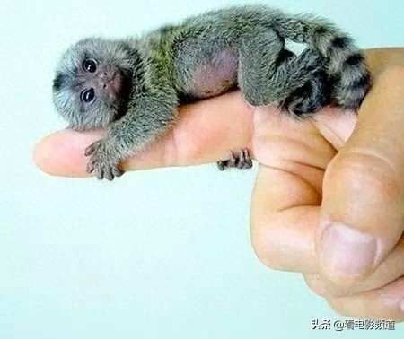 非常罕见的手指猴！