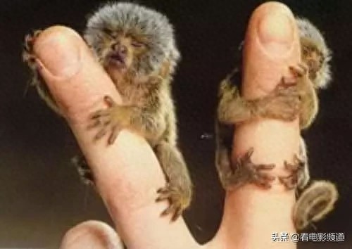 非常罕见的手指猴！