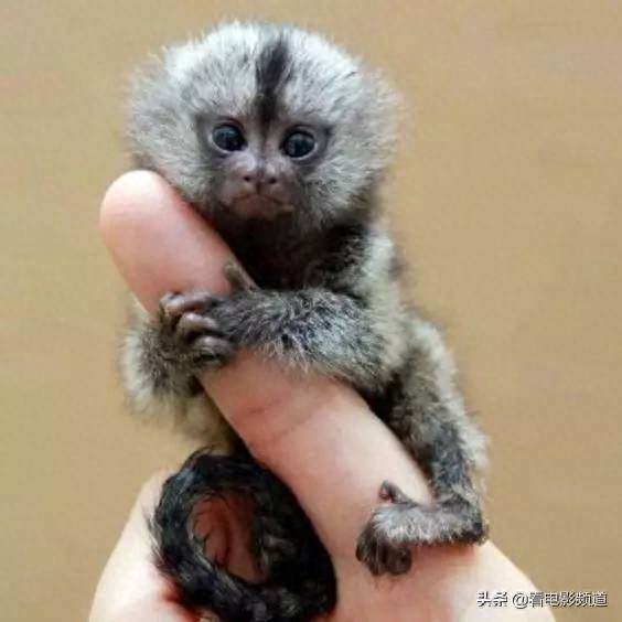 非常罕见的手指猴！