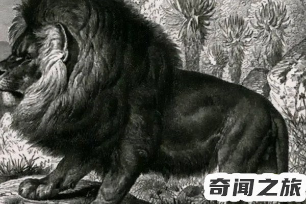 世界上灭绝的动物(爱尔兰麋鹿曾经生活在地球上体型最大的鹿)(4)_