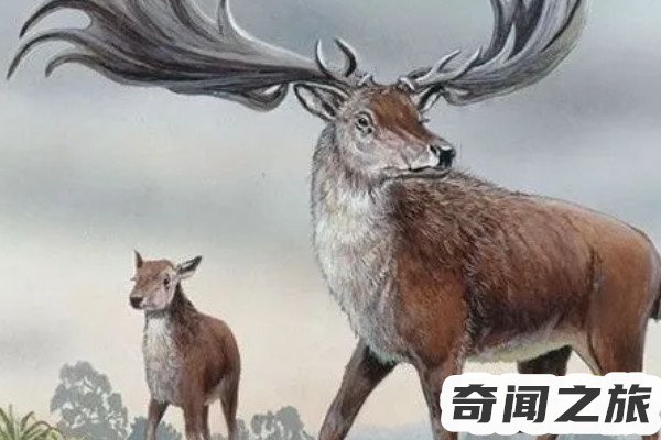 世界上灭绝的动物(爱尔兰麋鹿曾经生活在地球上体型最大的鹿)(1)_