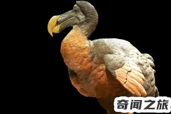 世界上灭绝的动物(爱尔兰麋鹿曾经生活在地球上体型最大的鹿)(3)_