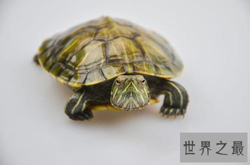 世界上最大的乌龟巴西龟 可是巴西龟能长多大呢