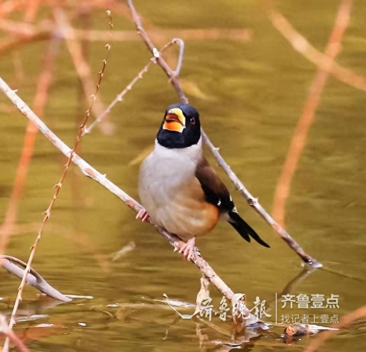 锡嘴雀和蜡嘴雀，“口红”颜色不一样