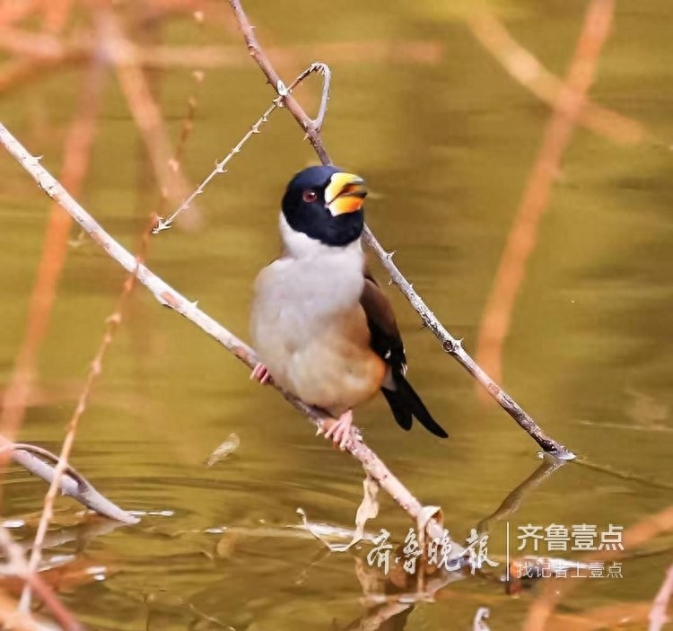 锡嘴雀和蜡嘴雀，“口红”颜色不一样