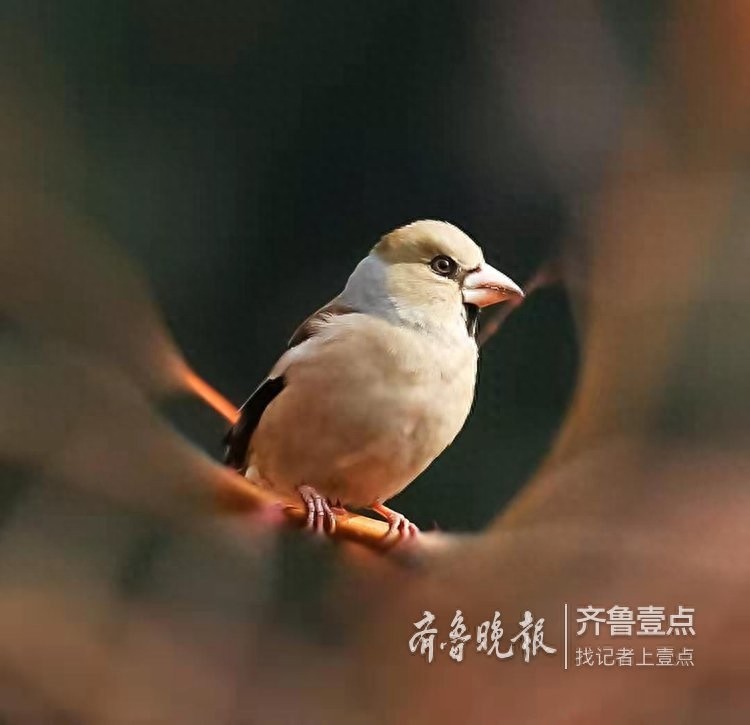 锡嘴雀和蜡嘴雀，“口红”颜色不一样