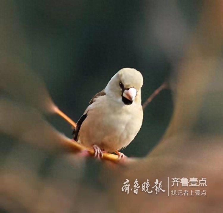 锡嘴雀和蜡嘴雀，“口红”颜色不一样