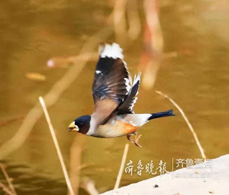 锡嘴雀和蜡嘴雀，“口红”颜色不一样