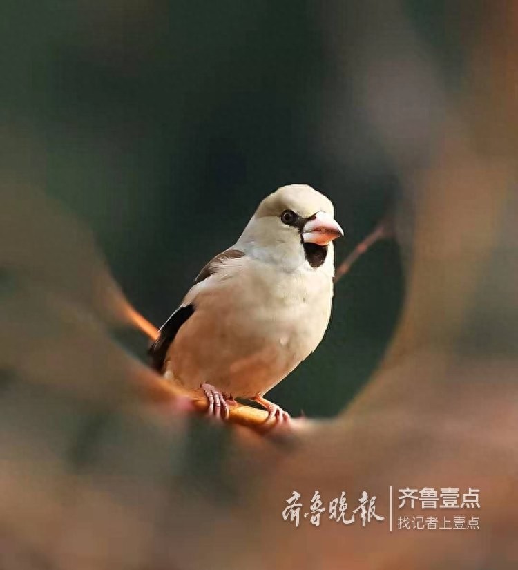 锡嘴雀和蜡嘴雀，“口红”颜色不一样