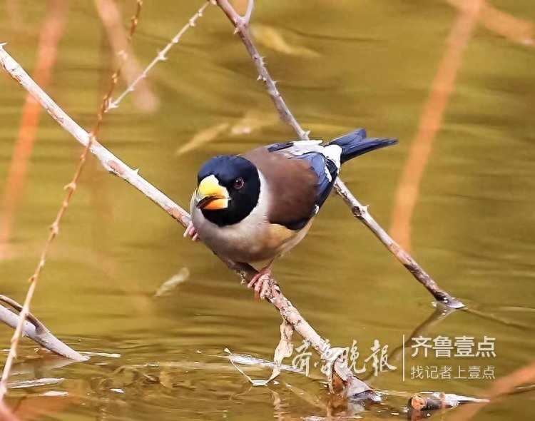 锡嘴雀和蜡嘴雀，“口红”颜色不一样