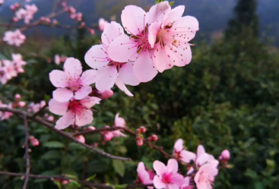​车辆抵押合同