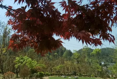 ​员工劳动合同