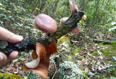 ​介绍三峡的导游词